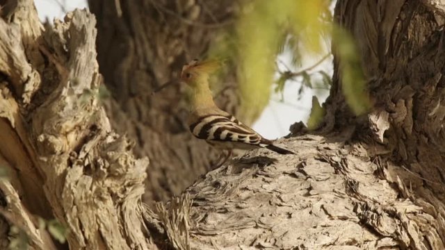 A Eurasian Hoopoe sitting on a branch of a pine-tree