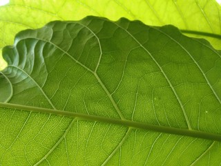 green leaf texture for background