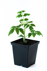 Single young seedling of tomato in a black plastic pot isolated on a white background.