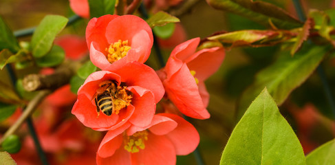 Honey bee collecting nectar from red flower. Important for environment ecology sustainability.