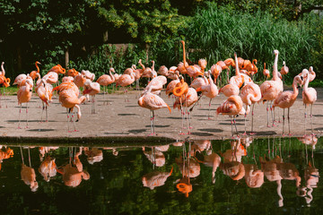 Flamingos or flamingoes are a type of wading bird in the family Phoenicopteridae. Red Flamingos come from America