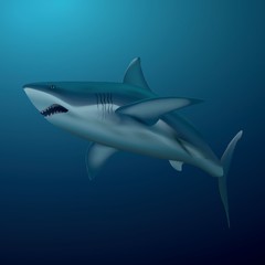 A shark illustration.