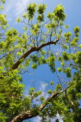 Trees in a park