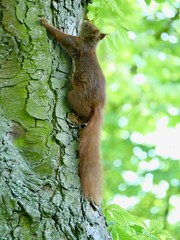 squirrel rushing upwards on a tree
