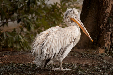 Dalmatian pelican Pelicanus Crispus in zoo