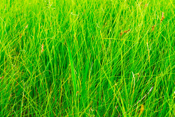 Lush green grass in the meadow with brown spikelets and seeds. Green grass background.