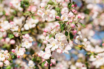 Blooming apple tree in spring time.