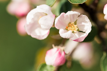 Fototapeta na wymiar A blooming branch of apple tree in sunny spring, macro