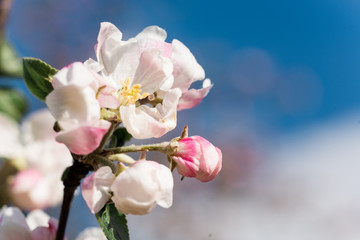 Naklejka na ściany i meble Apple blossom on blue sky background, macro