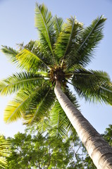Obraz premium Coconut tree