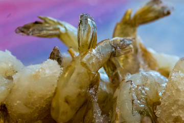 fresh shrimps on ice