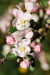 Fototapeta na wymiar A blooming branch of apple tree in spring, macro
