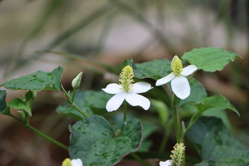 Houttuynia cordata, fish mint, fish leaf, rainbow plant, medicinal herb, used in salads, salsas, or cooked vegetables
