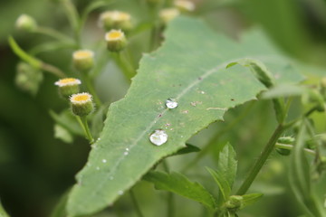 Beautiful rain drop on leaf