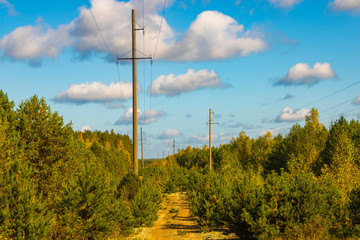 Obraz premium the road in the forest