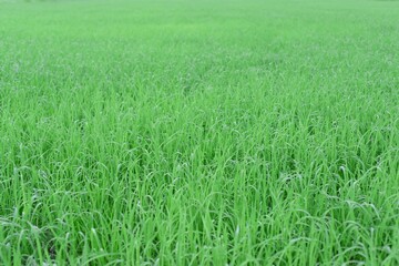 Green rice fields Use as wallpaper
