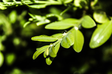 green leaves background