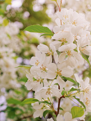 Wild apple finishes flowering. Beautiful white flowers are on the branches. A dried border appears on the edges of the petals.