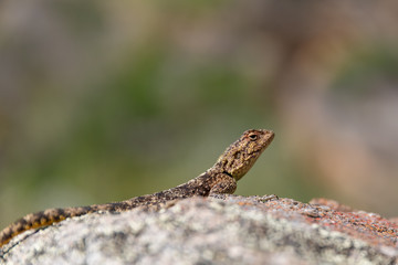 The tropical spiny agama (Agama armata)