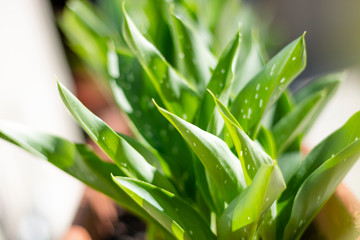 green grass in the wind
