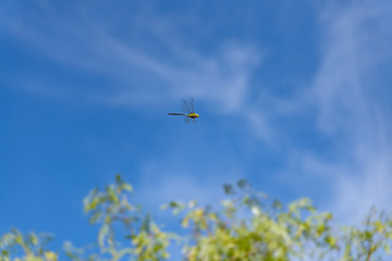 Beautiful nature scene with dragonfly outdoor