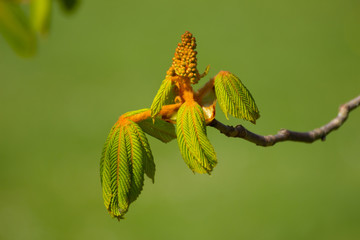 Close up of flower buds of a chestnut tree, Aesculus hippocastanum