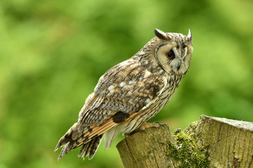 Long-eared owl perched on the post