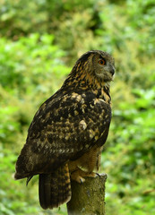 Long-eared owl perched on the post