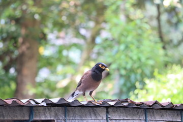  myna or mynah bird on roof top, native to southern Asia, 