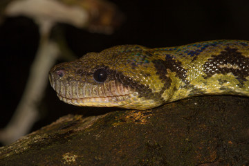 Madagaskarträdboa (Sanzinia madagascariensis)
