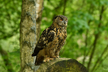 Long-eared owl perched on the post
