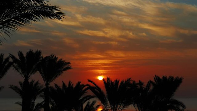 Beautiful landscape with palms and sunrise over sea, timelapse 4k