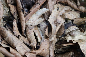 Dry brown fallen leaves as background