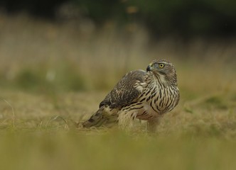 Juvenile northern goshawk Accipiter gentilis