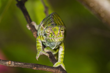 Carpet Chameleon (Furcifer lateralis)