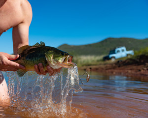 Big Bass Large mouth - Fishing on lake