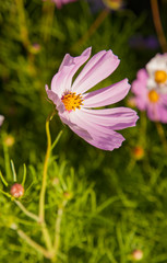 Beautiful pink Cosmos bipinnatus or garden cosmos or Mexican aster in a garden.