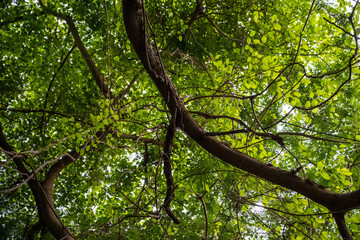 Fototapeta na wymiar tree background with green leaves