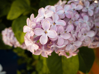 Fototapeta premium Spring