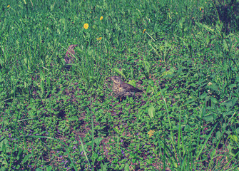 young throstles walks on the grass, song bird still can not fly, rook throstle