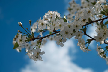 Beautiful white flowers of a cherry against the blue sky