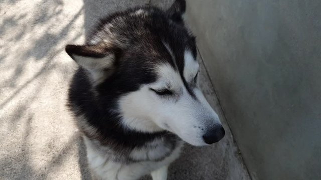 A husky who sits quietly and licks his nose with his tongue