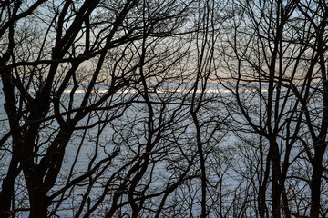 Bare trees of a forest in autumn, silhouettes against the sea in the evening