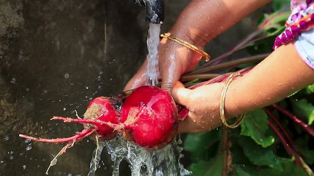 Woman rinse mud with water from the freshly harvested beets or beetroot in backyard organic garden.