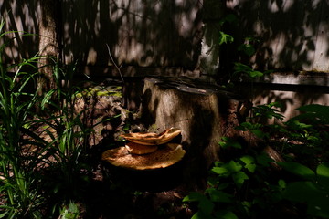 mushroom on a stump in the garden