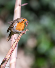 Rouge-gorge ou robin avec de la nourriture dans son bec pour le nourrissage d'une portée de petits. 