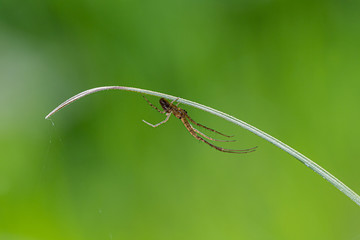 Araignée sous une partie de plante et attendant une proie. Fond vert et bokeh naturel avec de la...