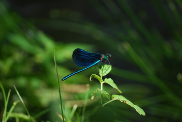 Libelle