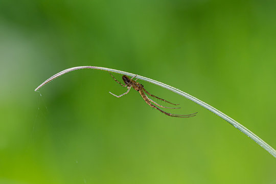 Araign&eacute;e sous une partie de plante et attendant une proie. Fond vert et bokeh naturel avec de la place. 