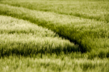 The surface of a young corn field in the sun